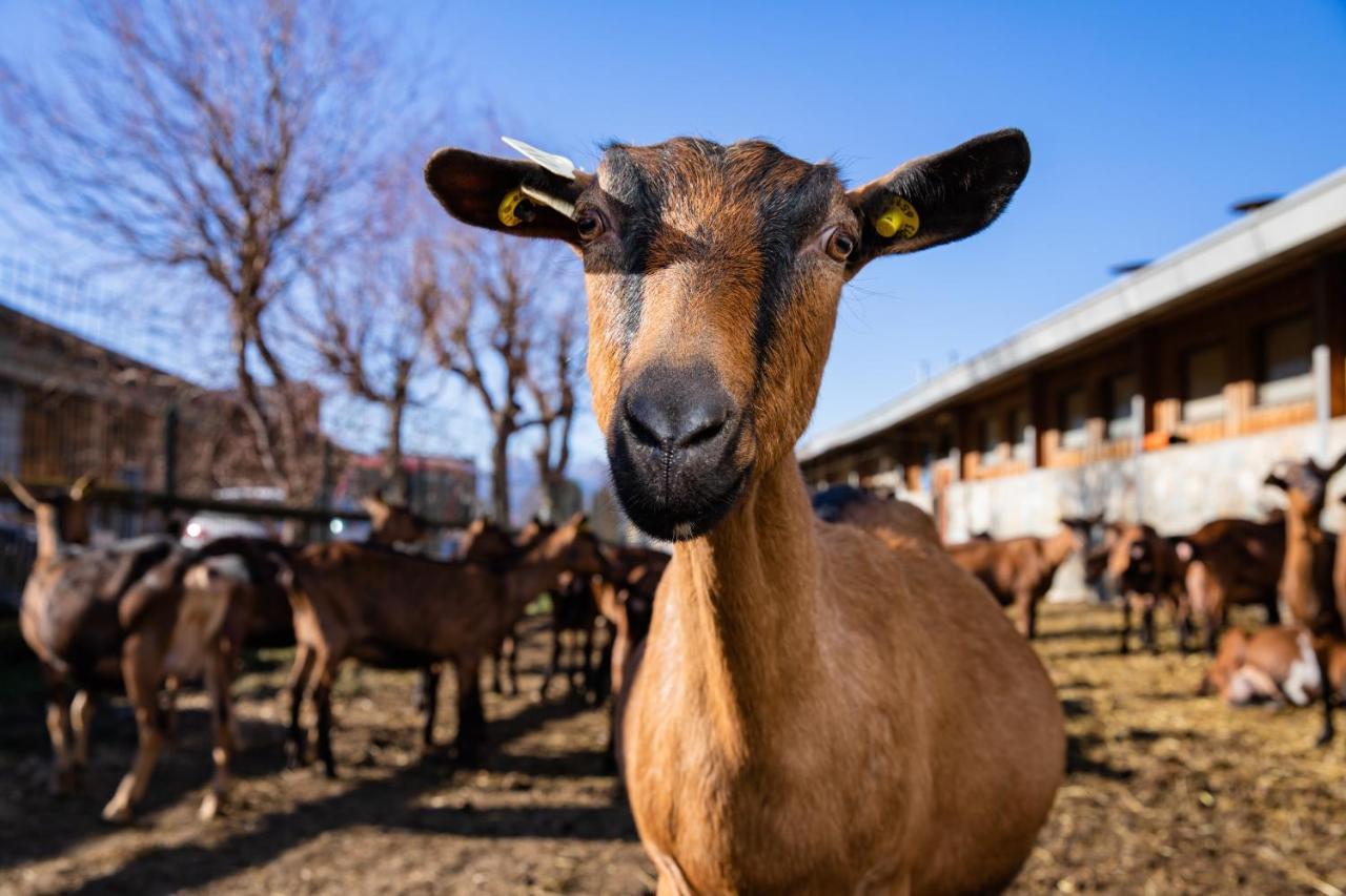 每种农业的Alloggio agriturismo La Fiorida